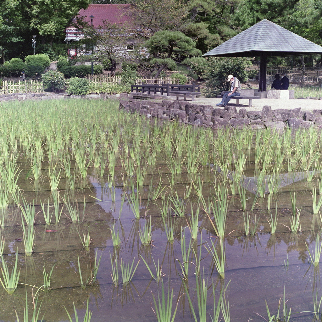 薄い緑の菖蒲池