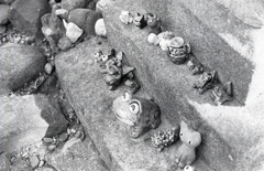 カエルや猫やバラエティな面々（笑