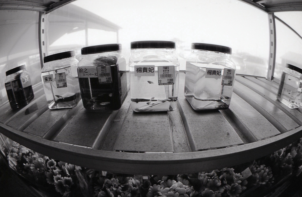 楊貴妃というなのメダカ