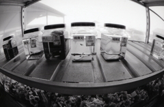 楊貴妃というなのメダカ