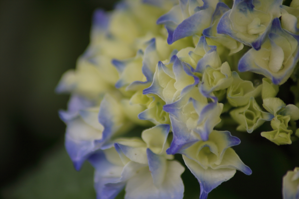 我が家の紫陽花が一つ咲いていたよ。