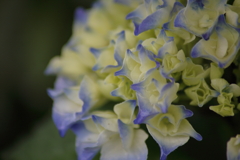 我が家の紫陽花が一つ咲いていたよ。 我が家の紫陽花が一つ咲いていたよ。