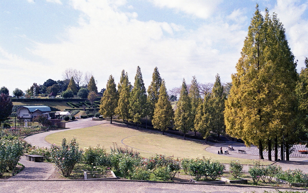 色づきだす四季の森風景