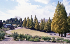 色づきだす四季の森風景