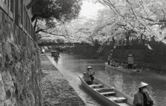 水門川の春景色