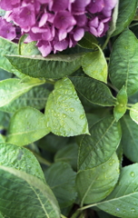 瑞々しきものたちⅢ 瑞々しきものたちⅢ