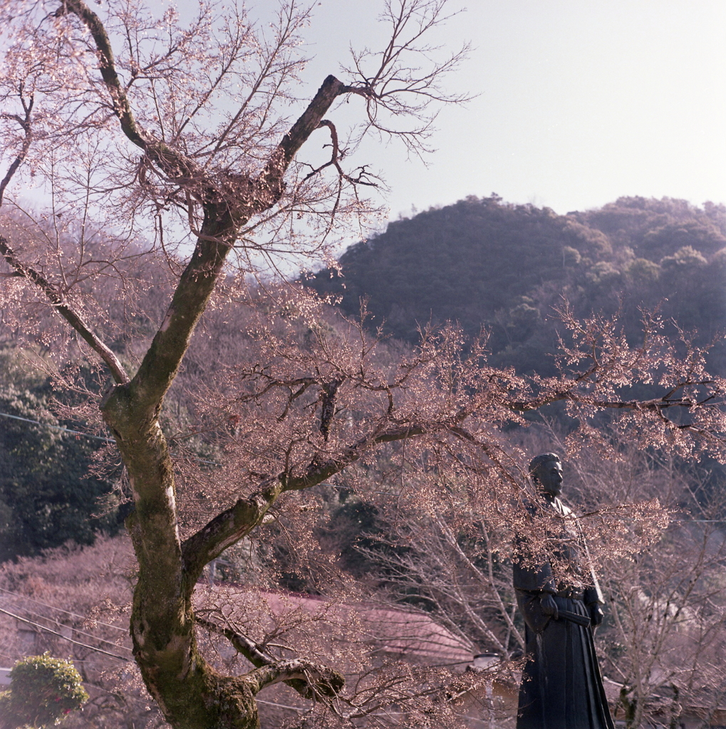 蕾の景色