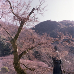 蕾の景色 蕾の景色