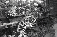 温室の荷車　～Rollei Retro（ローライレトロ）の散歩道