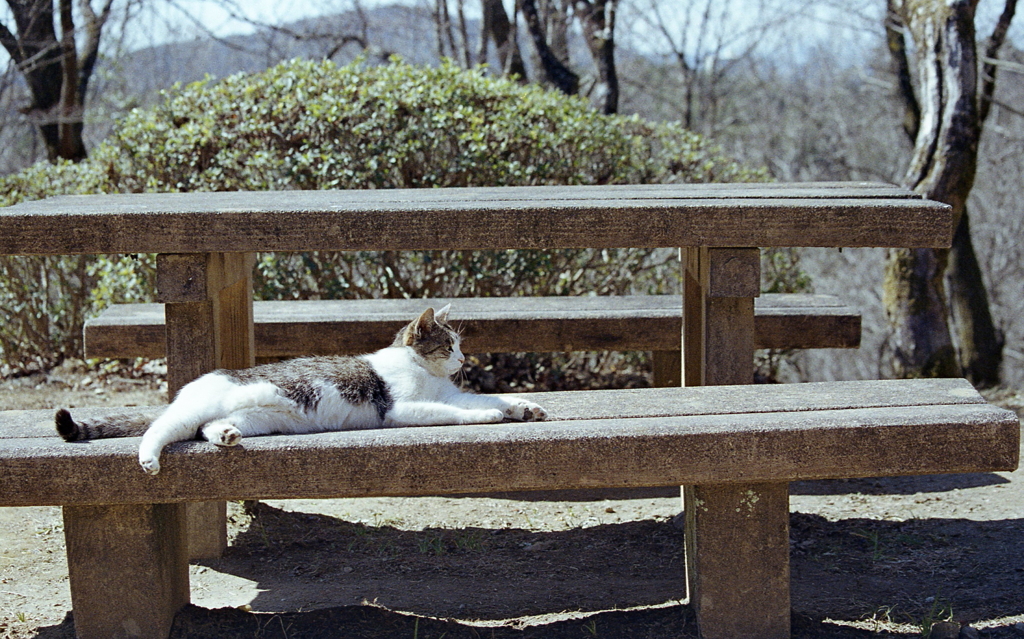 石のテーブルベンチと猫