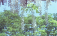 白藤
