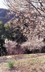 昨年は桜が咲いていたのに…