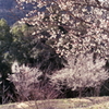 昨年は桜が咲いていたのに…