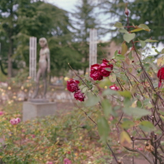 赤い薔薇と少女像