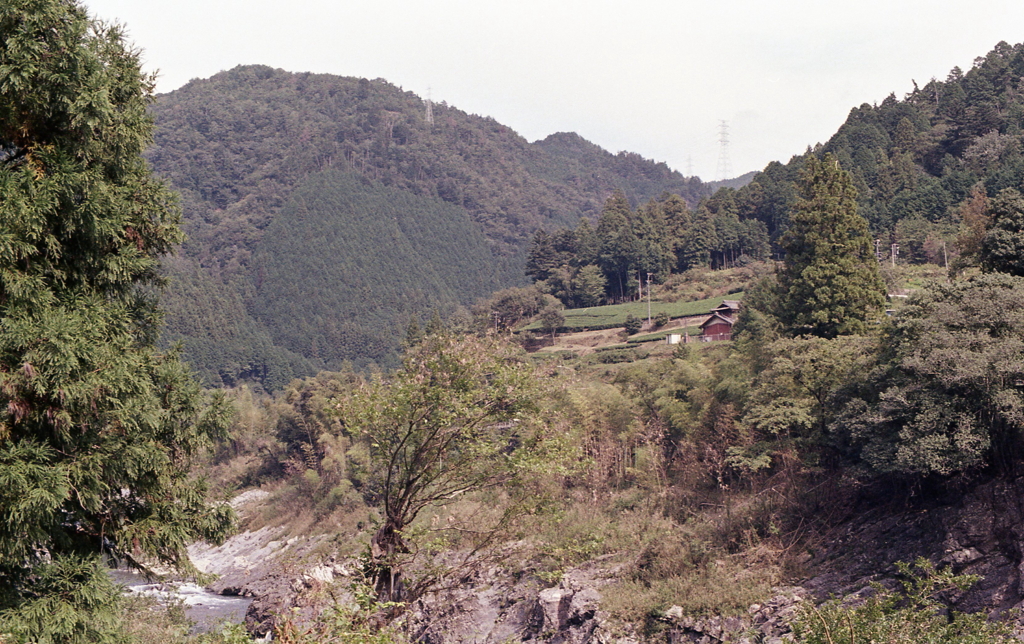 茶畑のある風景