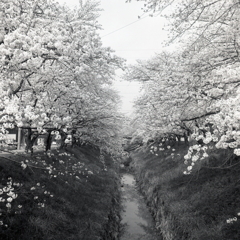 高蔵寺の桜