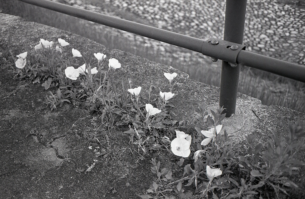 ここにもヒルザキツキミソウ　～AGFA（アグファ）の散歩道