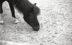 近づくと可愛いですね、でも…