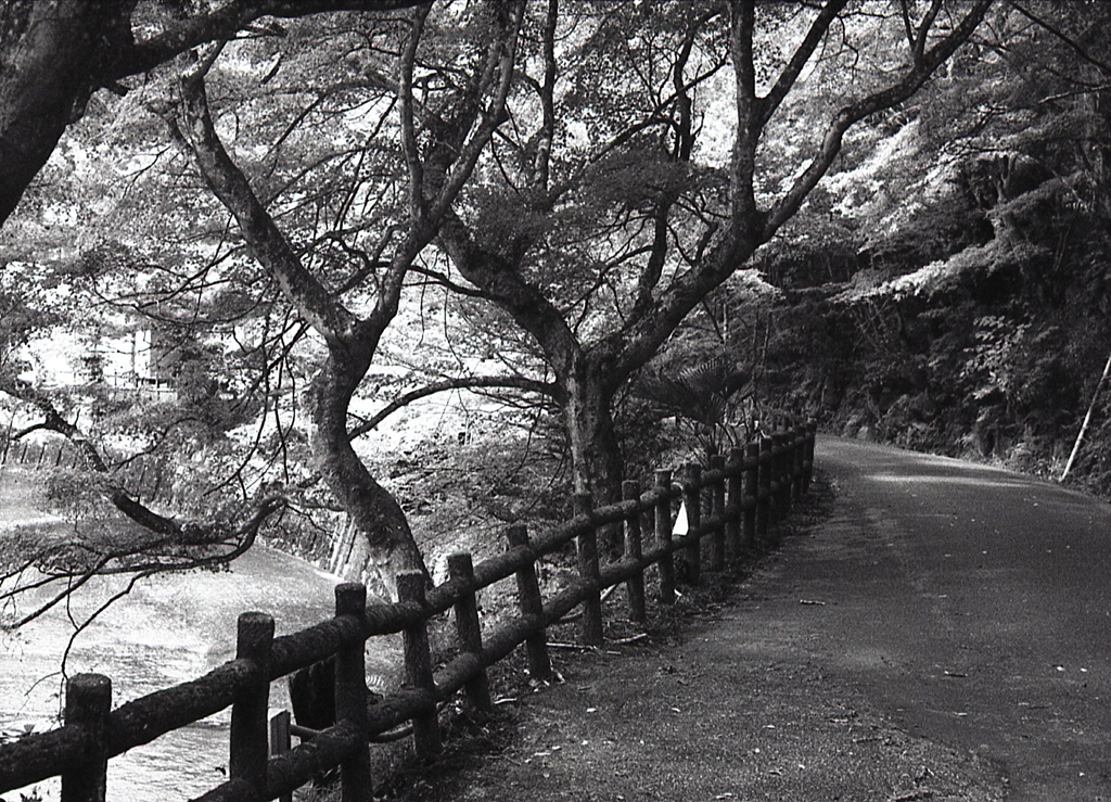 鳥原川の紅葉の並ぶ道