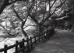 鳥原川の紅葉の並ぶ道