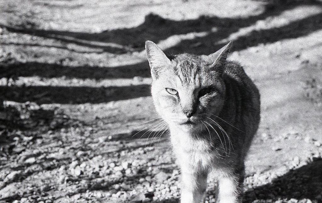 傷だらけのジョニー