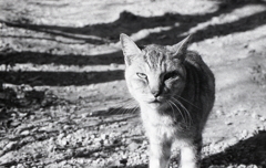 傷だらけのジョニー