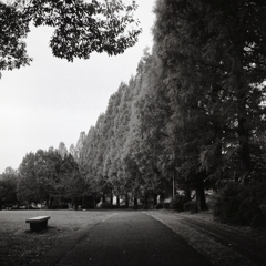 晩秋の散歩道