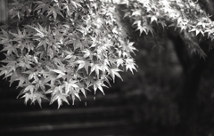 雨に輝く青紅葉