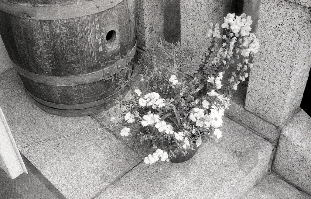 ワイン樽と鉢植えの花