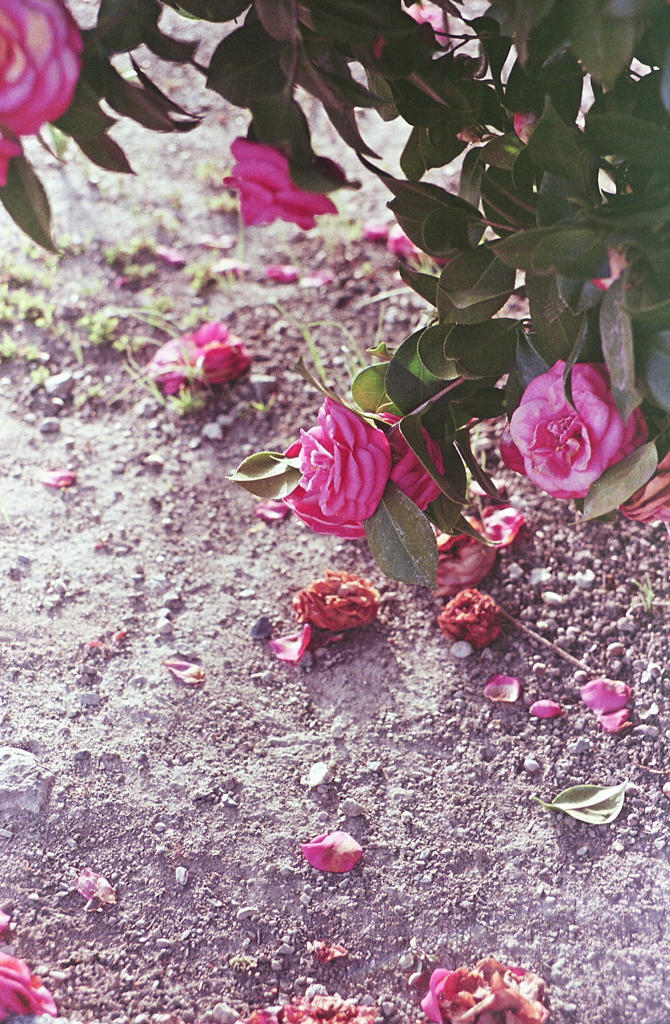 小枝に残る赤い躑躅　～赤が入る三枚の写真　