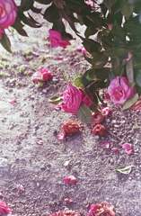 小枝に残る赤い躑躅　～赤が入る三枚の写真　