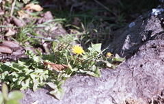 寄らば大樹の陰の黄色いたんぽぽ（笑