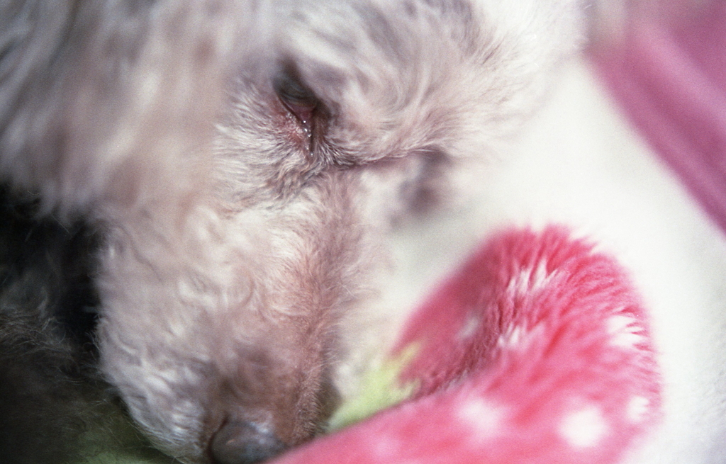 マクロフィルター