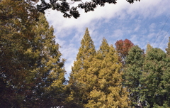 平凡ですが…青空と木々