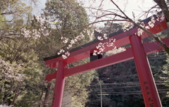 朱の鳥居の春もよう