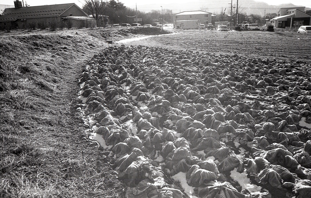 霜降りる冬キャベツ