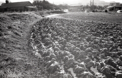 霜降りる冬キャベツ