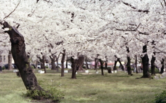 桜花の下を