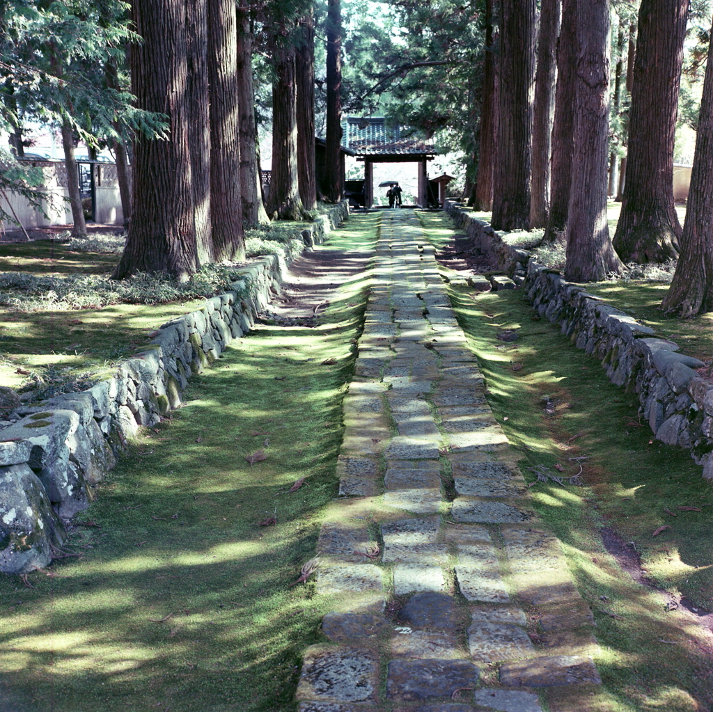 苔の参道