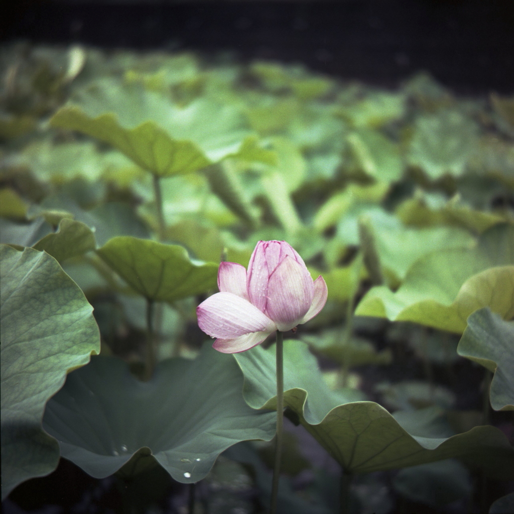 潮見坂の蓮