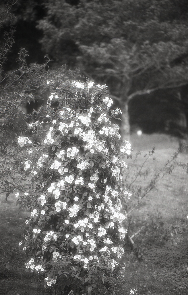 Flower Pillar（花柱）