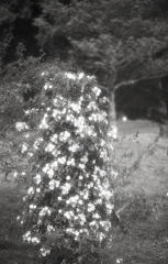 Flower Pillar（花柱）