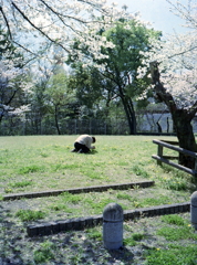 拝み撮り（笑