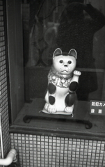 写真館の招き猫