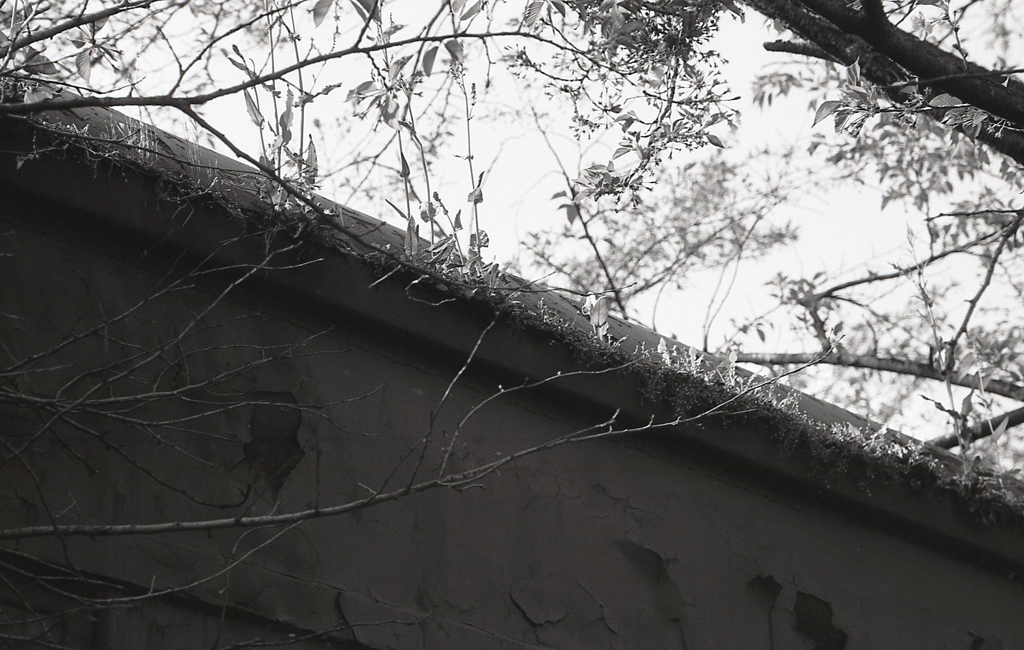 旧車屋根の新芽