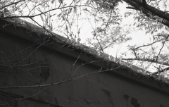 旧車屋根の新芽