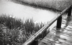 雨に咲く菖蒲池