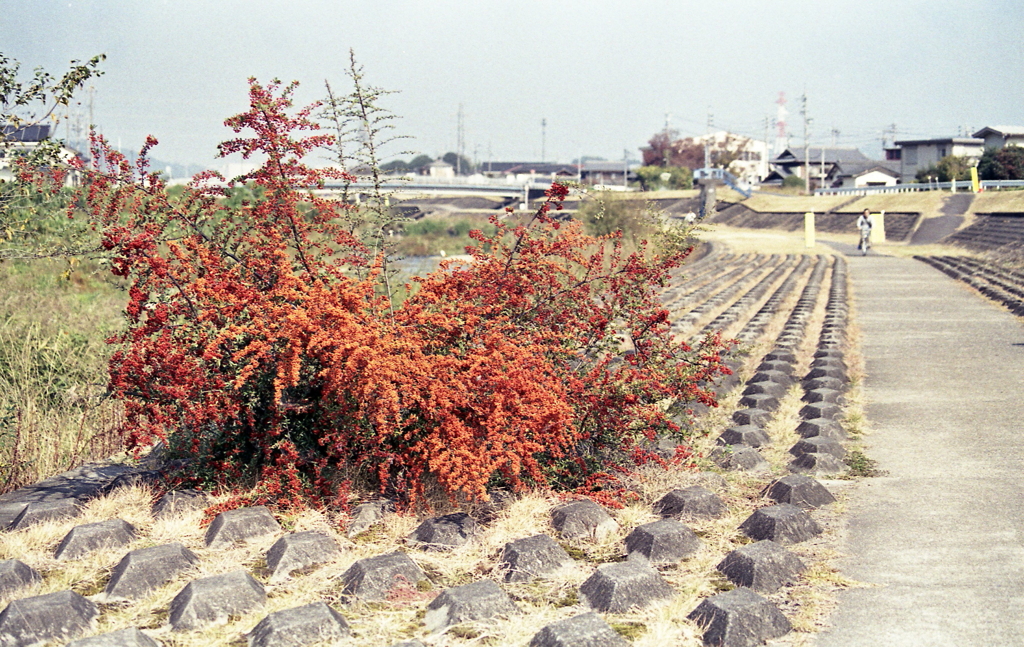 得体の知れない赤い植物