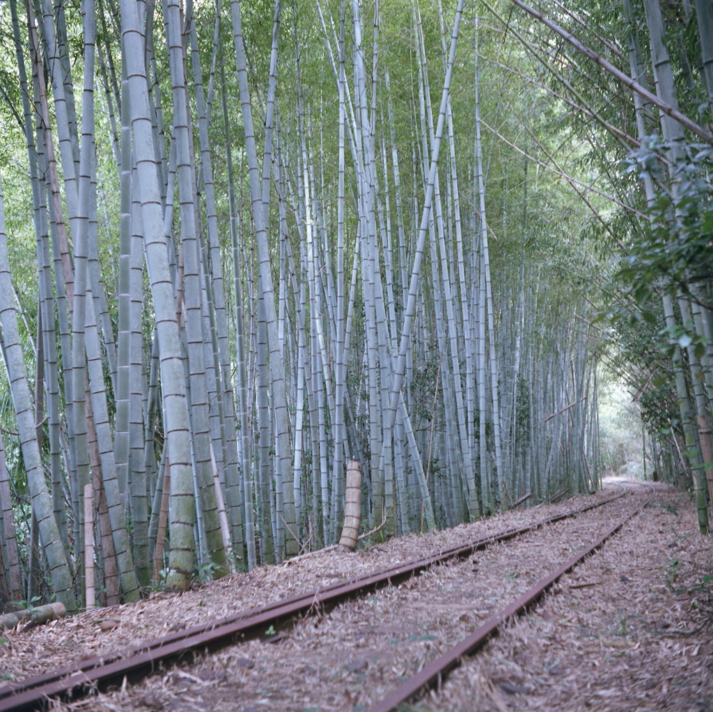 廃線と竹林