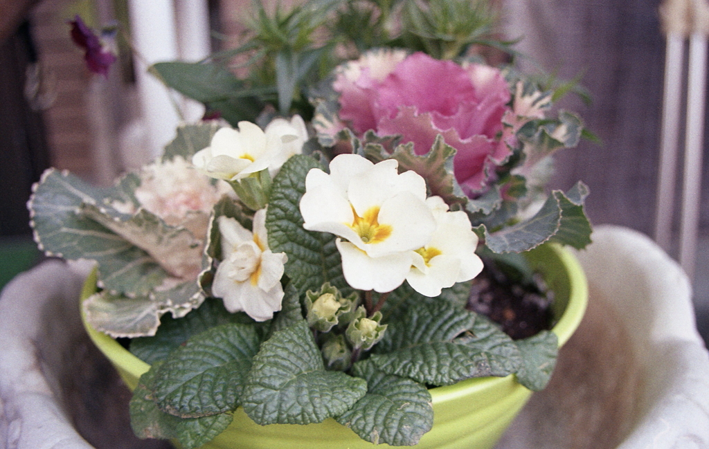 重なる被写体　～家撮りフォト